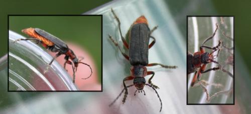 Réf. 181 074 : Cantharis sp.